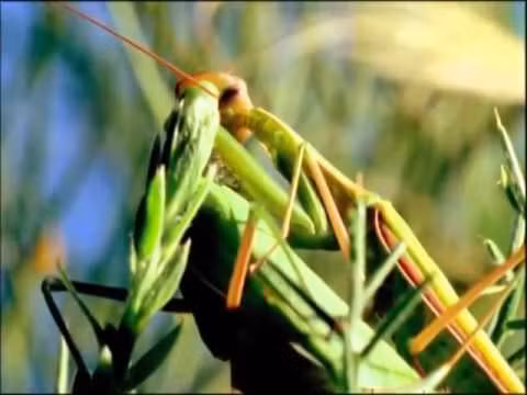 Đáng chú ý là khi bọ ngựa đực bị con cái cắn đứt đầu và ăn sống, phần thân của nó vẫn hoạt động do hệ thần kinh kiểm soát chuyển động của cơ thể không bị ảnh hưởng, cho phép con đực hoàn thành việc giao phối. 
