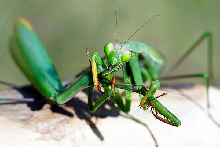 Bọ ngựa cái sẽ ngắt đầu của con đực để ăn ngay khi vẫn còn đang giao phối, sau đó mới từ từ cắn nuốt cả cơ thể. Được biết, bữa ăn đáng sợ này chiếm 63% khẩu phần ăn của bọ ngựa cái trong mùa giao phối.