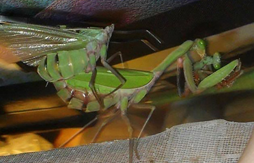 Chìa khóa trong chuyện này nằm ở chỗ, 90% axit amin mà bọ ngựa đực chuyển cho bọ ngựa cái đến từ việc dâng hiến cơ thể mình. Trong khi đó, chỉ 25% axit amin được chuyển cho bọ ngựa cái trong quá trình giao phối. 