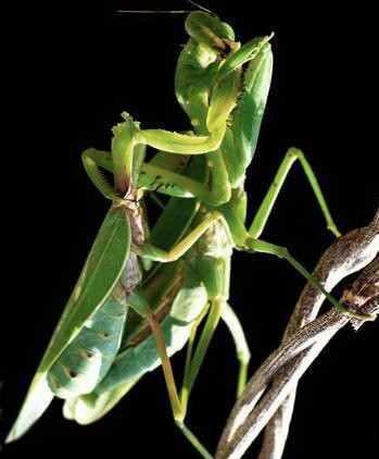 Một con bọ ngựa cái to có thể ăn thịt nhiều con đực một lúc và thậm chí cả chuột và các loài chim cũng trở thành con mồi ngon của chúng.