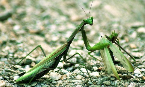 Bọ ngựa cái xơi luôn bạn tình sau khi giao phối, được coi là loài động vật độc ác khi ăn thịt bạn tình với tốc độ nhanh đến chóng mặt.