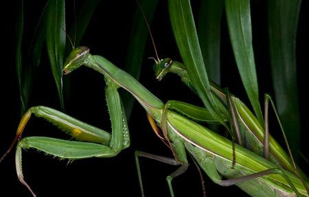 Thậm chí, có những con bọ ngựa đực sau khi bị bọ ngựa cái cắn đứt đầu và nhai nuốt, vẫn tiếp tục giao phối và thụ tinh cho trứng.