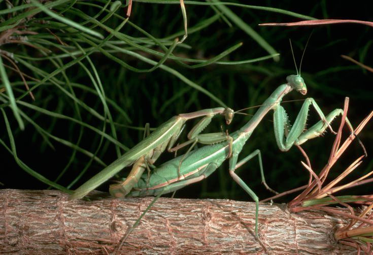 Không chỉ có thể, một phần rất lớn axit amin sẽ được truyền cho trứng. Nói cách khác, những con bọ ngựa con nhận được chất dinh dưỡng chính từ người cha xấu số của mình.