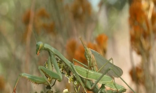 Bữa ăn đáng sợ này chiếm 63% khẩu phần ăn của bọ ngựa cái trong mùa giao phối.