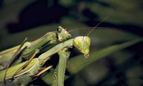 Sự hy sinh của bọ ngựa đực thường khiến nhiều người xót xa và lên án sự tàn bạo của bọ ngựa cái. Thế nhưng, ít người biết rằng, đằng sau hành vi rùng rợn của bọ ngựa cái là một ý nghĩa sinh sản quan trọng.