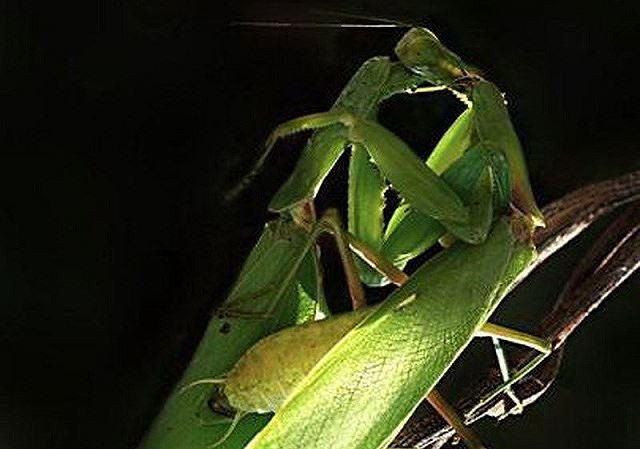 Theo các nhà khoa học, mặc dù nhiều người căm ghét sự tàn bạo, nhẫn tâm của bọ ngựa cái thế nhưng trên thực tế, khi chấp nhận giao phối, bọ ngựa đực đã sẵn sàng hy sinh để khiến thế hệ tiếp theo có nhiều cơ hội sống sốt và phát triển khỏe mạnh.