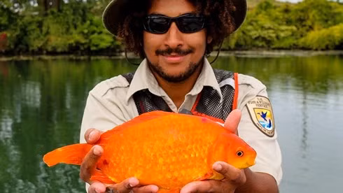 Bắt được cá vàng khổng lồ hơn 35 cm ở nơi khó tin Bat duoc ca vang khong lo hon 35 cm o noi kho tin