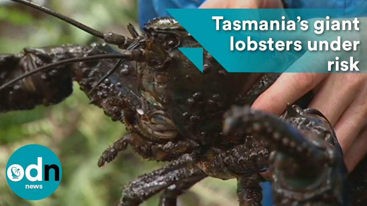 Hiện Tasmania và Chính phủ liên bang Australia đã lên kế hoạch phục hồi nhằm mở rộng môi trường sống cho loài vật này, giảm bớt hành vi đánh bắt bất hợp pháp, cũng như tạo ra nhận thức trong cộng đồng về việc bảo tồn.