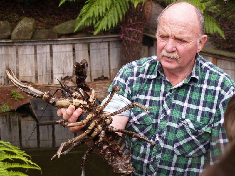Tôm hùm nằm rình mồi trong dòng nước như cá sấu, bộ giáp đen giúp chúng hòa lẫn vào đá dưới đáy sông, tránh khỏi tầm quan sát của kẻ thù cũng như con mồi.