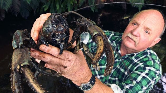 Đặc điểm nổi bật nữa của loài vật này đó là, sau khi gãy càng, chúng có thể mọc lại một chiếc càng khác.