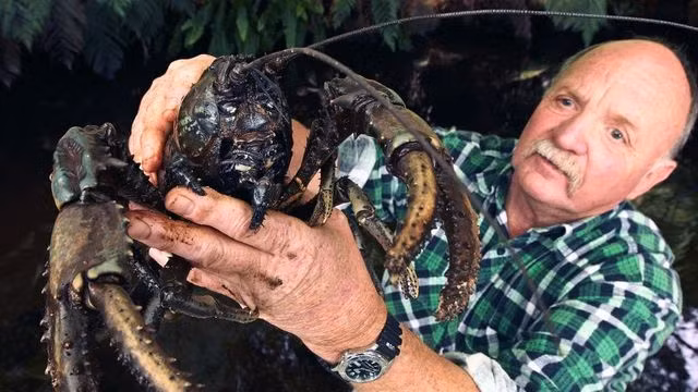 Đặc điểm nổi bật nữa của loài vật này đó là, sau khi gãy càng, chúng có thể mọc lại một chiếc càng khác.