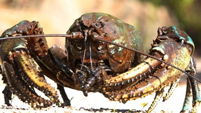 Chế độ ăn của chúng thay đổi theo độ tuổi, nhưng chủ yếu gồm gỗ mục nát, cá nhỏ, côn trùng, thịt động vật thối rữa và những mảnh vụn khác có sẵn.