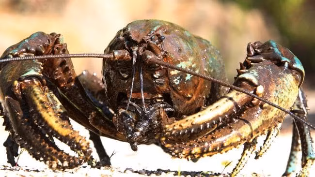 Chế độ ăn của chúng thay đổi theo độ tuổi, nhưng chủ yếu gồm gỗ mục nát, cá nhỏ, côn trùng, thịt động vật thối rữa và những mảnh vụn khác có sẵn.