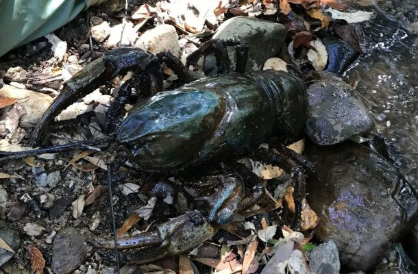 Theo thống kê, còn khoảng 100.000 con tôm hùm đất khổng lồ sống ở Tasmania.