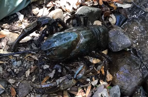 Theo thống kê, còn khoảng 100.000 con tôm hùm đất khổng lồ sống ở Tasmania.