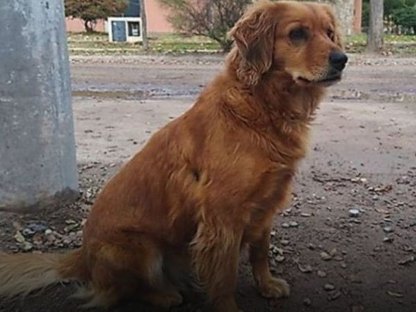 Chu cho trung thanh, doi chu hon 365 ngay ngoai don canh sat