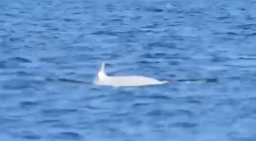 Sung sot ca voi sat thu trang cuc hiem xuat hien