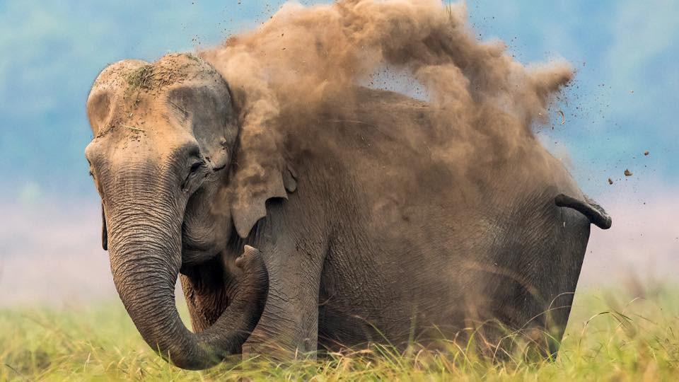 Để chống những đợt nắng nóng kéo dài mà đến con người còn cảm thấy "kinh khủng", cùng với để hạn chế côn trùng cắn, những con voi khổng lồ ở Ấn Độ đã thường xuyên dùng loại cát ẩm ướt hoặc bùn để trát lên cơ thể mình.