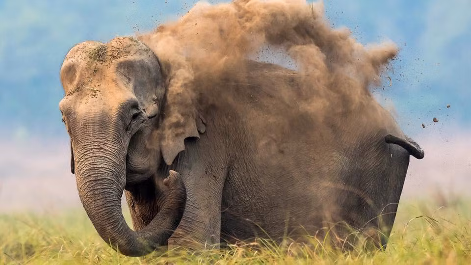 Để chống những đợt nắng nóng kéo dài mà đến con người còn cảm thấy "kinh khủng", cùng với để hạn chế côn trùng cắn, những con voi khổng lồ ở Ấn Độ đã thường xuyên dùng loại cát ẩm ướt hoặc bùn để trát lên cơ thể mình.