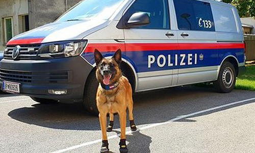 Chó cảnh sát ở thủ đô Vienna nước Áo được cấp một loại giày chống nóng đặc biệt.