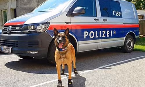 Chó cảnh sát ở thủ đô Vienna nước Áo được cấp một loại giày chống nóng đặc biệt.