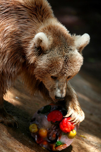 Một chú gấu nếm một quả cầu băng chứa đầy hoa quả đông lạnh.