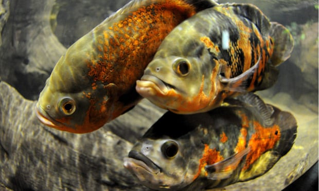 Sung sot phat hien loai ca biet tuong tu nhu nguoi