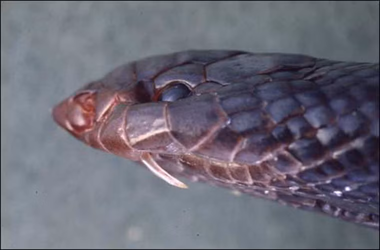 Atractaspis. Dù là loài rắn vô cùng độc nhưng nó lại dành phần lớn thời gian bò trong sỏi, nơi ít có không gian để mở miệng và tấn công con mồi. Thay vào đó, nó có những chiếc răng nanh có thể “tự bật ra” để tấn công vào đầu, cắm sâu vào thịt con mồi.