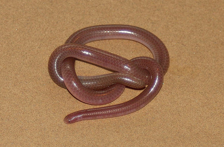 Scolecophidians. Loài này có tên gọi dân dã là rắn mù. Loài này không hề có độc. Đôi mắt của nó bị bao phủ bởi lớp vảy mỏng, cơ thể giống sâu và miệng ở dưới đầu. Chúng thích nghi với cuộc sống dưới hang. Thức ăn chủ yếu là côn trùng mềm dưới lòng đất như mối và ấu trùng kiến.