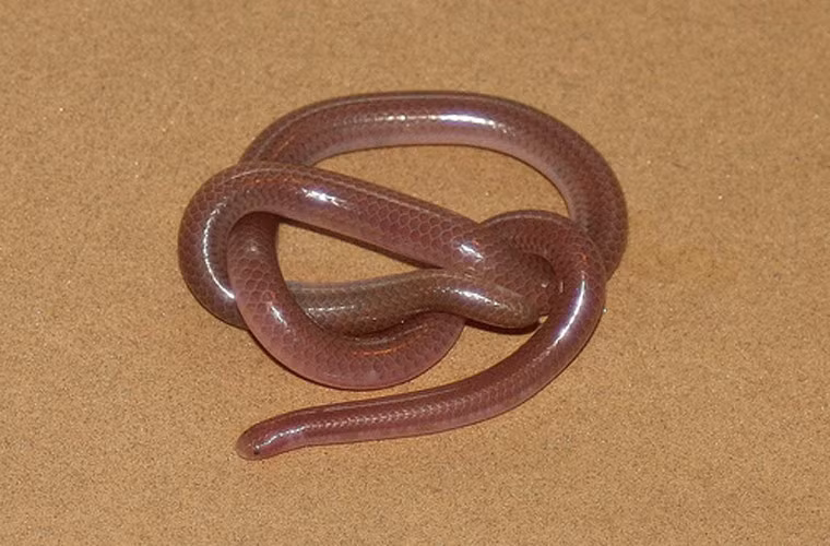 Scolecophidians. Loài này có tên gọi dân dã là rắn mù. Loài này không hề có độc. Đôi mắt của nó bị bao phủ bởi lớp vảy mỏng, cơ thể giống sâu và miệng ở dưới đầu. Chúng thích nghi với cuộc sống dưới hang. Thức ăn chủ yếu là côn trùng mềm dưới lòng đất như mối và ấu trùng kiến.