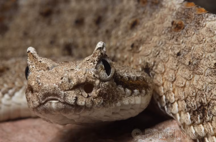 Crotalus cerastes. Loài rắn này là cư dân sa mạc. Nó cũng là một trong những loài có chế độ di chuyển "lạ đời" nhất trong tự nhiên: chúng di chuyển ngang thay vì di chuyển về phía trước. Cách thức di chuyển này giúp chúng tránh được việc phải tiếp xúc với cát, đồng thời tiết kiệm được năng lượng khi di chuyển.