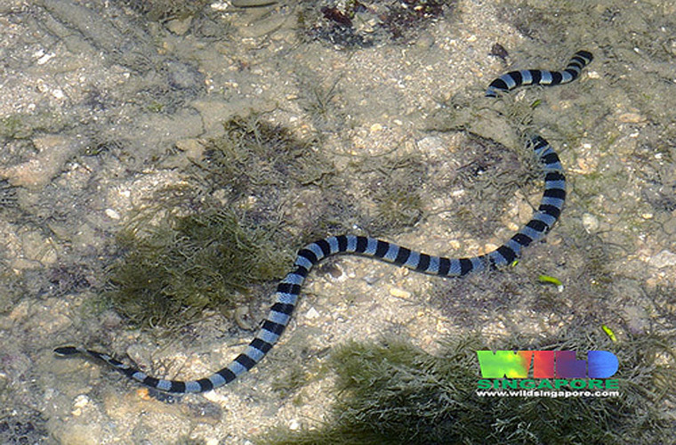 Elapidae. Đây là loài rắn biển đẹp nhưng độc chết người.Loài này có thể lọc oxy từ môi trường xung quanh qua da. Lượng oxy này đủ đáp ứng 20% nhu cầu của nó.Chú rắn trong ảnh thường tìm mồi bằng chiếc đầu chôn vùi trong cát, trong khi dùng chiếc đuôi giả làm đầu để dọa kẻ thù.