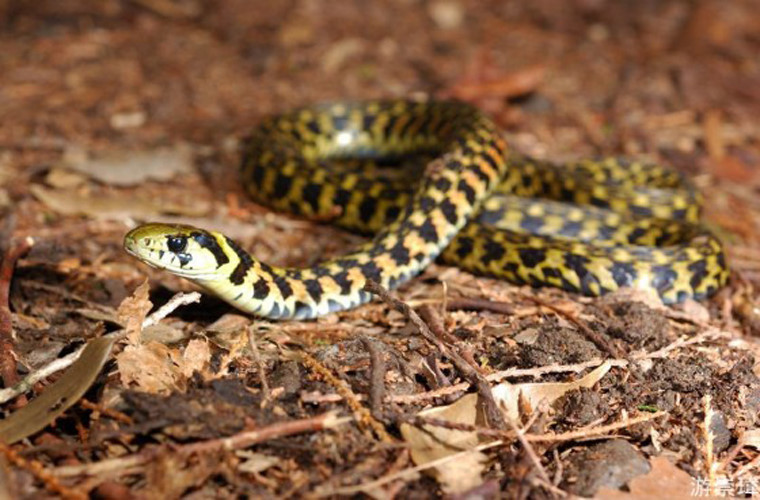 Rhabdophis tigrinus. Loài rắn hổ Rhabdophis tigrinus, mỗi khi phải tự vệ trước những kẻ thù ăn thịt lớn hơn, vì không muốn lãng phí chất độc có trong người, thường phóng ra một chất độc mà nó lấy từ những con cóc độc đã ăn.