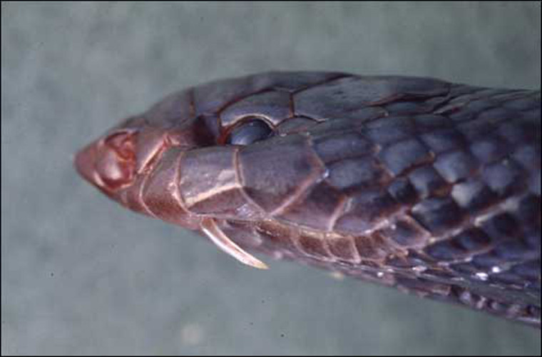 Atractaspis. Dù là loài rắn vô cùng độc nhưng nó lại dành phần lớn thời gian bò trong sỏi, nơi ít có không gian để mở miệng và tấn công con mồi. Thay vào đó, nó có những chiếc răng nanh có thể “tự bật ra” để tấn công vào đầu, cắm sâu vào thịt con mồi.