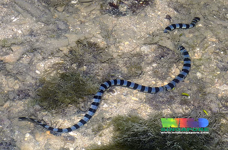 Elapidae. Đây là loài rắn biển đẹp nhưng độc chết người.Loài này có thể lọc oxy từ môi trường xung quanh qua da. Lượng oxy này đủ đáp ứng 20% nhu cầu của nó.Chú rắn trong ảnh thường tìm mồi bằng chiếc đầu chôn vùi trong cát, trong khi dùng chiếc đuôi giả làm đầu để dọa kẻ thù.