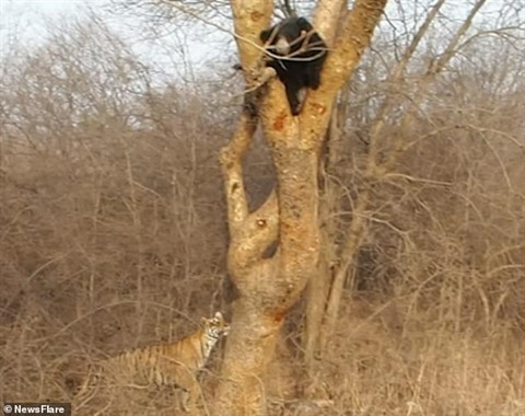 Một con gấu đen chạm mặt hổ mới trưởng thành nhưng thay vì một cuộc chiến như bình thường, gấu đen chọn cách "không đối đầu". Câu chuyện khởi đầu khi con gấu đen đang ở trên cây thì hổ phát hiện, nó nhanh chóng tiến tới gốc cây chuẩn bị cho cuộc chiến.