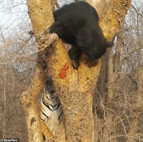 Hổ trẻ quanh quẩn, gầm gừ dọa gấu và dùng những móng vuốt cào vào thân cây. Trong khi đó, dường như không quan tâm nên gấu đen bình thản như không trêu ngươi kẻ địch ở phía dưới.