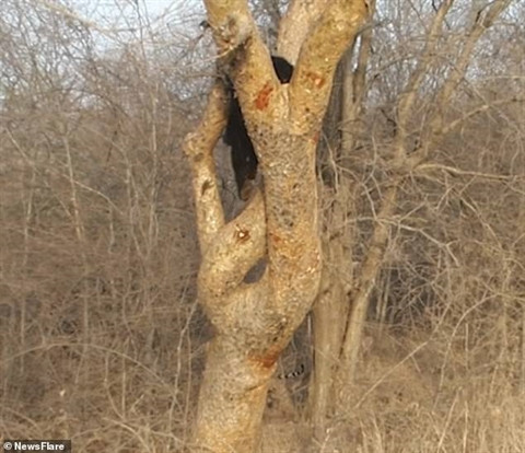 Cuộc chạm trán của hai loài vật hung dữ này diễn ra ở Công viên quốc gia Ranthambore ở Sawai Madhopur, tây bắc Ấn Độ.