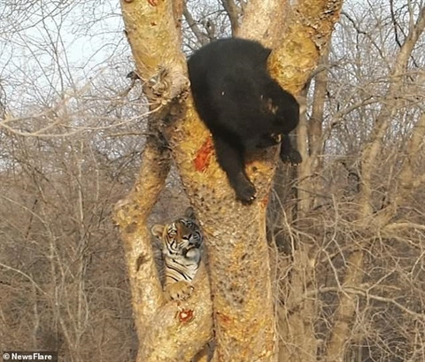 Ở Ấn Độ, hổ và gấu chính là một trong những loài động vật mạnh nhất. Thi thoảng, những cuộc đối đầu giữa hai "ông vua" này vẫn diễn ra đầy khốc liệt. Thế nhưng, lần này thì khác.