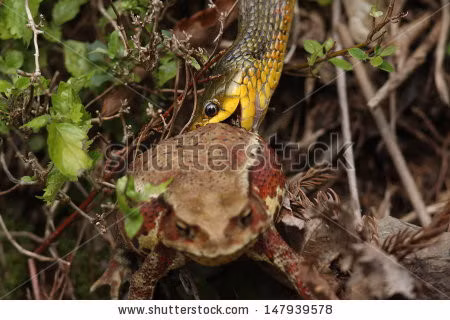 Ngoài ra, trong quá trình hấp thụ chất độc, rắn hổ còn chuyển đổi cho chất độc mạnh hơn ban đầu.