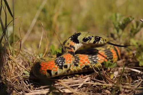Thực tế, chất lỏng chứa đầy độc tố bufadienolides ở gáy của rắn Tiger keelback có nguồn gốc từ chế độ ăn uống của loài rắn này.