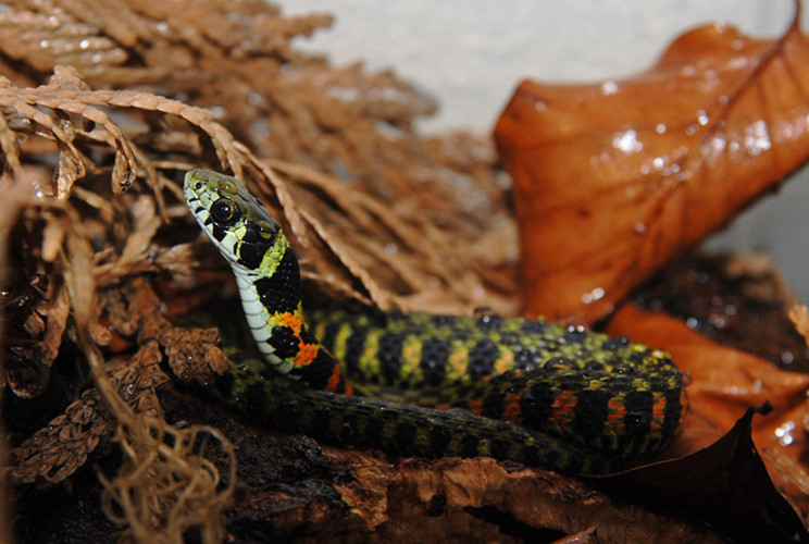 Qua nghiên cứu, các nhà khoa học nhận thấy tại 2 tuyến gáy nơi thường chứa chất độc của rắn hổ không có bất cứ cơ quan sản xuất độc tố hay tế bào sản sinh độc tố nào.