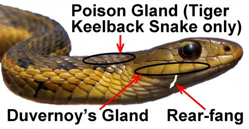 Con mồi ưa thích của rắn hổ là cóc, loài động vật lưỡng cư có chất độc bufadienolides. Khi rắn tiêu thụ những con cóc độc, nó sẽ tải chất độc từ cóc lên cơ thể chính nó để dùng khi cần thiết.