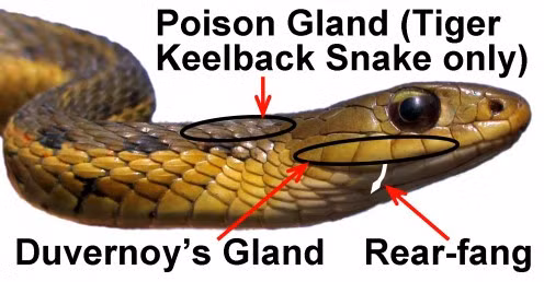 Con mồi ưa thích của rắn hổ là cóc, loài động vật lưỡng cư có chất độc bufadienolides. Khi rắn tiêu thụ những con cóc độc, nó sẽ tải chất độc từ cóc lên cơ thể chính nó để dùng khi cần thiết.