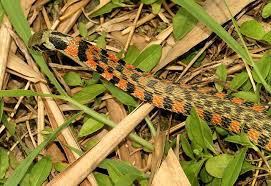 Rắn Tiger Keelback, có tên khoa học là Rhabdophis tigrinis, là một trong những loài trộm chất độc để phòng thủ nổi tiếng trong thế giới động vật.
