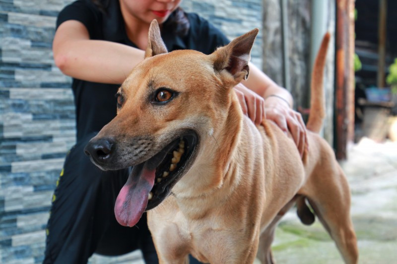 Hiện nay, chị Hà cùng Hiệp hội chó giống Việt Nam đang tiến hành đăng ký với Hiệp hội chó giống quốc tế để đưa chó Phú Quốc vào danh sách chính thức trên thế giới.