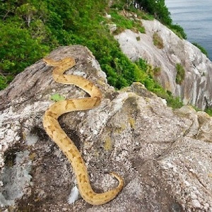 Rắn hổ lục đầu vàng được biết đến là một trong những loài rắn độc nguy hiểm bậc nhất trên thế giới. Nọc độc của một con rắn này có thể gây chết người chỉ trong một giờ sau khi bị cắn nếu không kịp thời sơ cứu và di chuyển tới cơ sở y tế gần nhất.