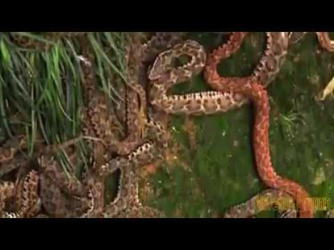 Đó chính là lý do nếu thực sự muốn tới thăm hòn đảo này, du khách nên đi cùng ít nhất một bác sĩ để có thể tăng cơ hội sống sót khi chẳng may chạm trán loài rắn này.