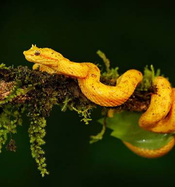 Những ai được phép đặt chân tới đảo Rắn? Vì mức độ nguy hiểm tiềm ẩn với sự vây quanh của hàng nghìn con rắn độc, nên chính phủ Brazil đã ra lệnh cấm người dân và khách du lịch đặt chân lên hòn đảo.