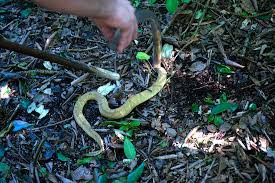 Các chuyên gia cho biết, không chỉ gây đau đầu, buồn nôn, chảy máu đường ruột, suy thận,… nọc độc đáng sợ của loài rắn này thậm chí còn có khả năng xuyên thủng qua da và thịt của con người, từ đó nhanh chóng "đoạt mạng" nạn nhân.